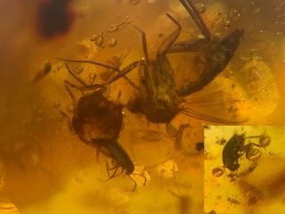 Mosquito&2 Beetles&roach&flies Burmite Myanmar Amber Insect Fossil Dinosaur Age