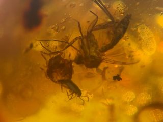 mosquito&2 beetles&roach&flies Burmite Myanmar Amber insect fossil dinosaur age 3
