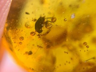 mosquito&2 beetles&roach&flies Burmite Myanmar Amber insect fossil dinosaur age 4