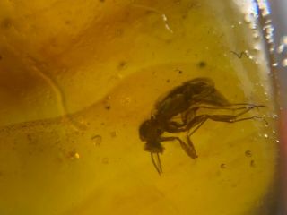 Strong Legs Unknown Fly Burmite Myanmar Burmese Amber Insect Fossil Dinosaur Age