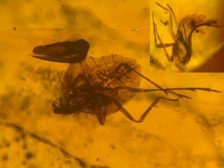 2 Unique Cicada Larvae Burmite Myanmar Burmese Amber Insect Fossil Dinosaur Age