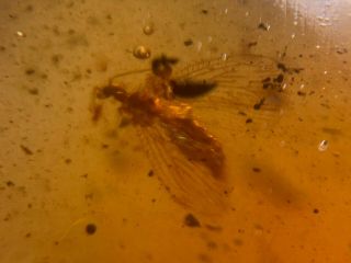 big eyes Neuroptera lacewings Burmite Myanmar Amber insect fossil dinosaur age 2
