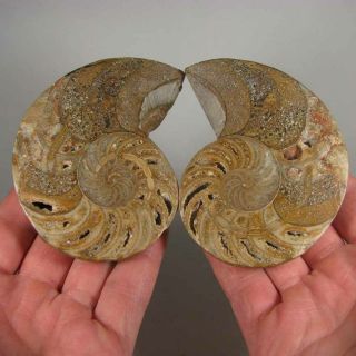 3.  7 " Split Nautilus Polished Fossil Shell Pair - Madagascar