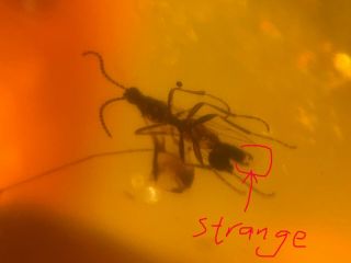 Strange Tail Diptera Fly Burmite Myanmar Burma Amber Insect Fossil Dinosaur Age