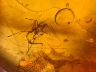 2 Uncommon Mosquito Fly&beetle Burmite Myanmar Amber Insect Fossil Dinosaur Age