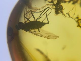 Long Tongue Diptera Fly&plant Burmite Myanmar Amber Insect Fossil Dinosaur Age