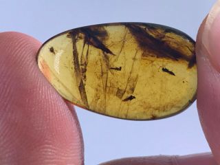 1.  3g 3 Wasp Bee&plant Burmite Myanmar Burmese Amber Insect Fossil Dinosaur Age
