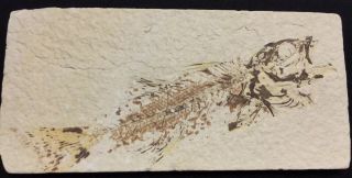 Rare 11.  5 Cm Amphiplaga Brachyptera,  Fossil Fish,  Green River Formation,  Wyoming
