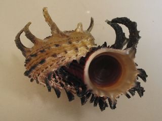 Spines.  Angaria Melanacantha W/o 56.  2mm Philippine Seashell