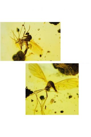 C929 - Two Diptera In Fossil Burmite Insect Amber Cretaceous Dinosaur Perioddd