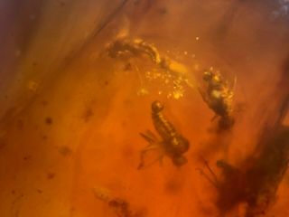 7 Unique Unknown Fly Bugs Burmite Myanmar Burma Amber Insect Fossil Dinosaur Age