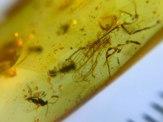 2 Unknown Flies&3 Wasp Burmite Myanmar Burmese Amber Insect Fossil Dinosaur Age