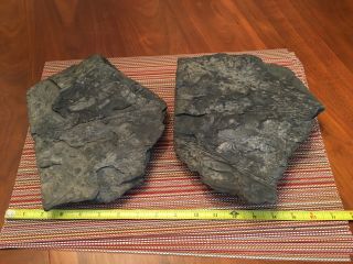 Leaf And Branch Fossils From Carbondale,  Pa (mining Area Razed And Gone)