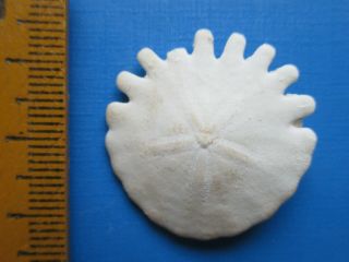 Heliophora Sea Urchin,  Pliocene Echinoid Or Sea Urchin,  Morocco