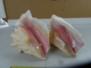 Large 9 " Horned Queen Conch Shell Pink Natural Sea Beach