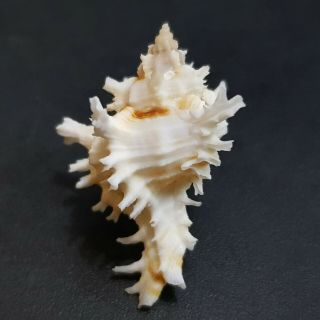 Seashell Murex Chicoreus Bundharmai 40.  5 Mm.