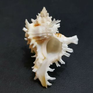 Seashell Murex Chicoreus Bundharmai 40.  5 mm. 2