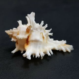 Seashell Murex Chicoreus Bundharmai 40.  5 mm. 3