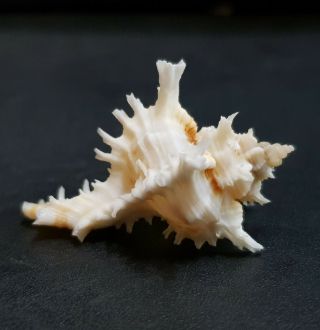 Seashell Murex Chicoreus Bundharmai 40.  5 mm. 4