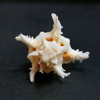 Seashell Murex Chicoreus Bundharmai 40.  5 mm. 5