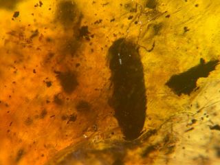 Unknown Beetle&bug Wing Burmite Myanmar Burmese Amber Insect Fossil Dinosaur Age
