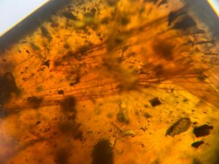 unknown beetle&bug wing Burmite Myanmar Burmese Amber insect fossil dinosaur age 2