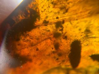 unknown beetle&bug wing Burmite Myanmar Burmese Amber insect fossil dinosaur age 4