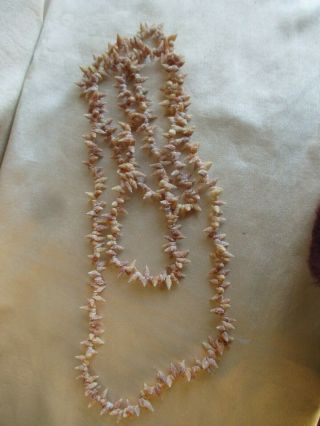 Vintage Aboriginal Australian Small Shells Necklace Length 130 Cms.
