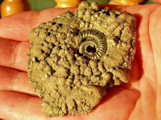 Gold Pyrite Fossil Ammonite Crucilobiceras Nugget Jurassic Dinosaurs Age Curio