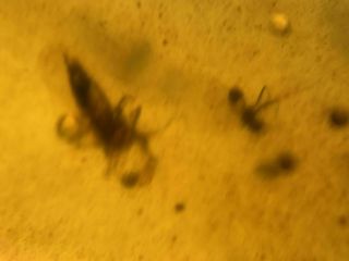 2 Unknown Fly Bugs Burmite Myanmar Burmese Amber Insect Fossil From Dinosaur Age
