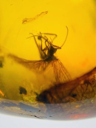 C843 - Neuroptera In Fossil Burmite Insect Amber Cretaceous Dinosaur Period 4