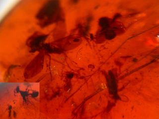 3 Unique Fly Bugs&wasp&beetle Burmite Myanmar Amber Insect Fossil Dinosaur Age