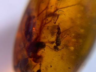 2 Unique Wasp Bee&mosquito Fly Burmite Myanmar Amber Insect Fossil Dinosaur Age