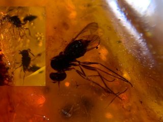 Diptera Fly&2 Wasp Bee Burmite Myanmar Burmese Amber Insect Fossil Dinosaur Age