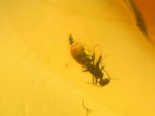 Strange Big Belly Diptera Fly Burmite Myanmar Amber Insect Fossil Dinosaur Age