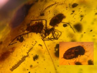 Uncommon Spider&beetle Burmite Myanmar Burmese Amber Insect Fossil Dinosaur Age
