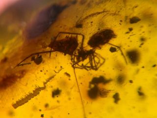 uncommon spider&beetle Burmite Myanmar Burmese amber insect fossil dinosaur age 2