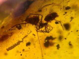 uncommon spider&beetle Burmite Myanmar Burmese amber insect fossil dinosaur age 4
