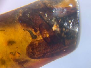 Unknown Bug Big Wings Burmite Myanmar Burmese Amber Insect Fossil Dinosaur Age