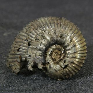0.  7in (1.  9cm) Pyritized Ammonite Kosmoceras Jurassic Callovian Russian Fossils