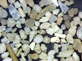 Holocene recent shell sand foraminifera ostracods Palermo Sicily 3