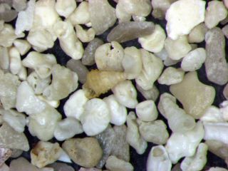 Holocene recent shell sand foraminifera ostracods Palermo Sicily 5