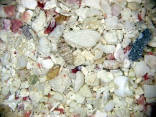 Holocene Recent Shell Sand Foraminifera Ostracods Fury Shoals Egypt Red Sea