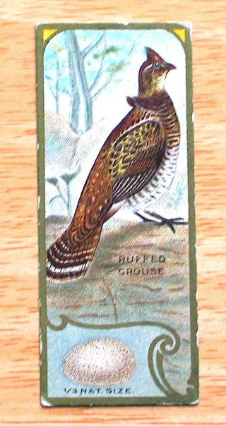 E225 Sen - Sen Chiclet Bird Card 1920 - Ruffed Grouse - Vg,