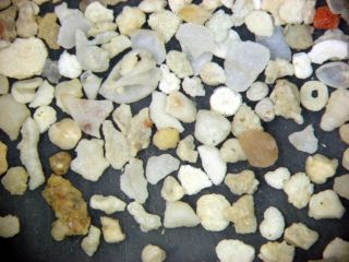 Holocene recent shell sand foraminifera ostracods Sinai Red Sea Egypt 2