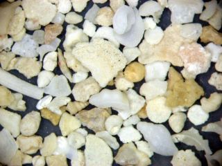 Holocene recent shell sand foraminifera ostracods Sinai Red Sea Egypt 3