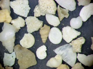 Holocene recent shell sand foraminifera ostracods Sinai Red Sea Egypt 4