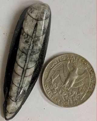400 Million Year Old Orthoceras Fossil (e107)