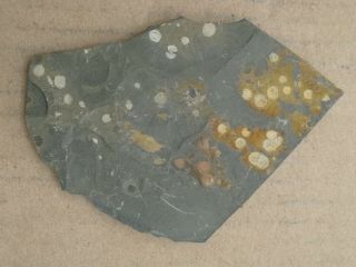 Agnostida Trilobite Fossil,  Cambrian,  Linyi Shandong China L70