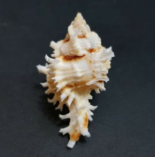 Seashell Murex Chicoreus Bundharmai 48 Mm.